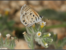 כחליל הינבוט Azanus jesous