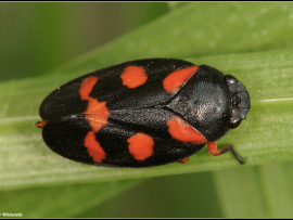 Cercopis intermedia