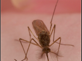 Culex sp.