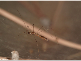 קבנית - Metacanthus annulosus