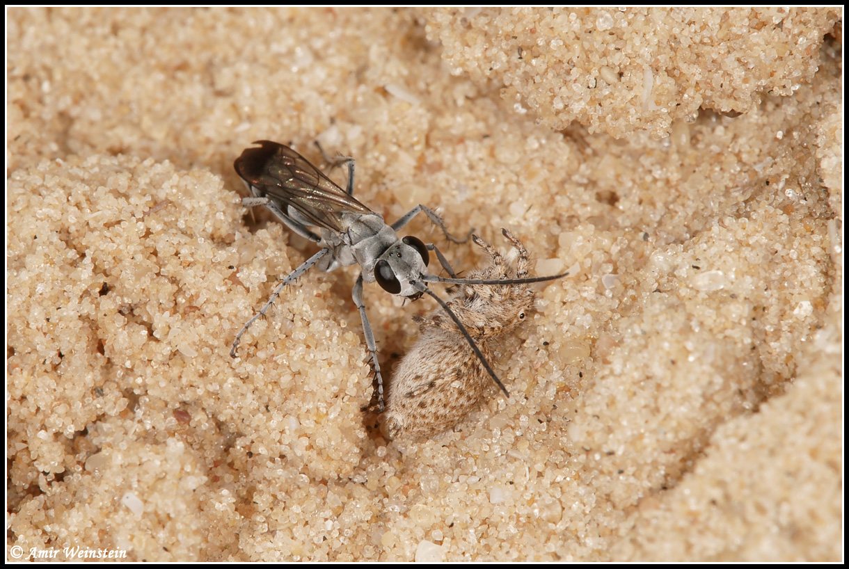 Pompilus Rufipes ציידת העכבישים Pompilus - חרקים - עולם קטן בגדול