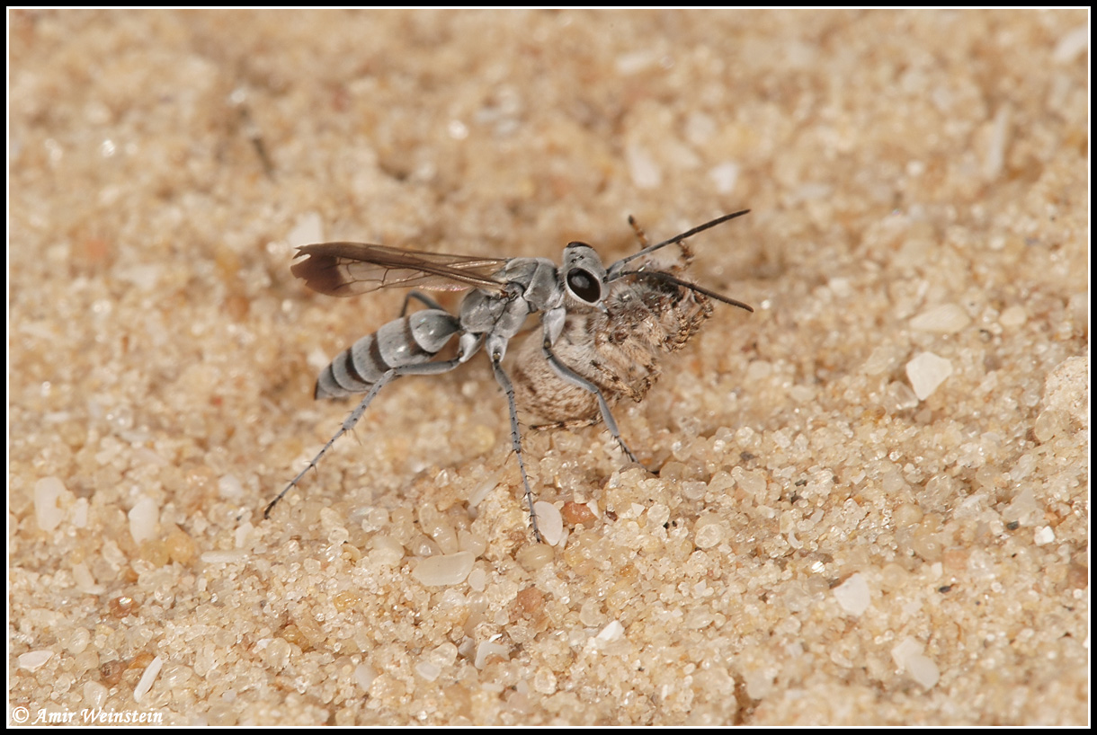 Pompilus Rufipes ציידת העכבישים Pompilus - חרקים - עולם קטן בגדול