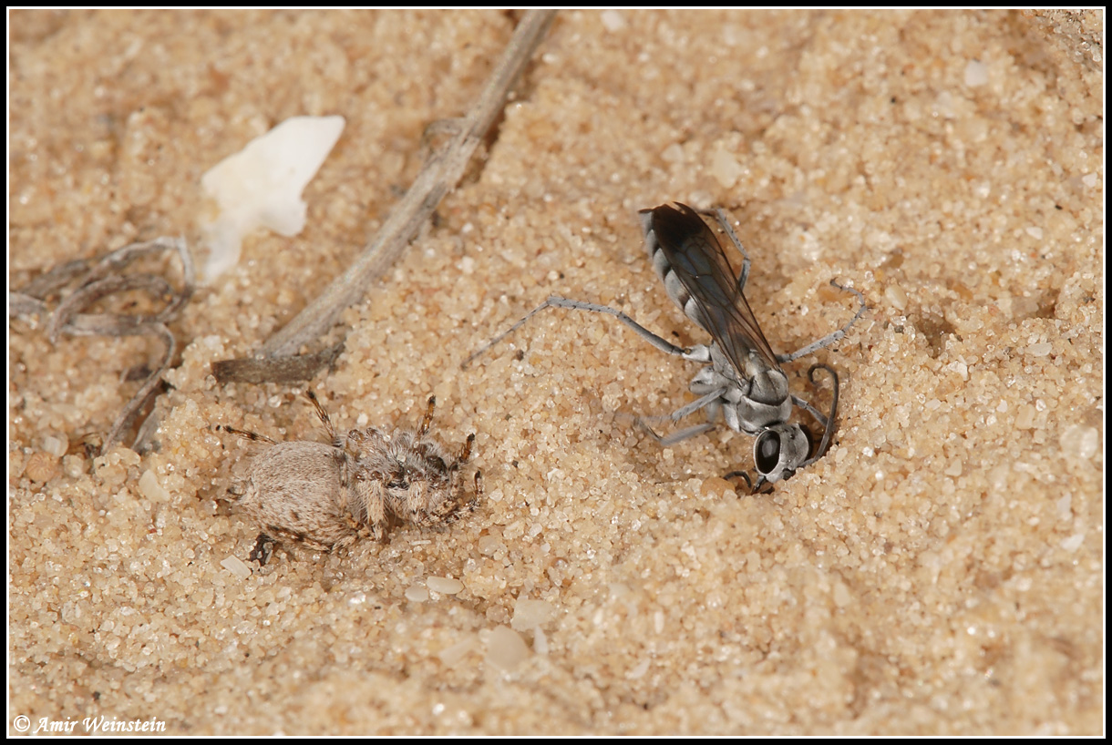 Pompilus Rufipes ציידת העכבישים Pompilus - חרקים - עולם קטן בגדול