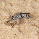3 - הצרעה התנהלה עם העכביש (מין של קפצן) בהליכה קופצנית, כאשר העכביש אחוז בלסתות החזקות מצד הגחון.
