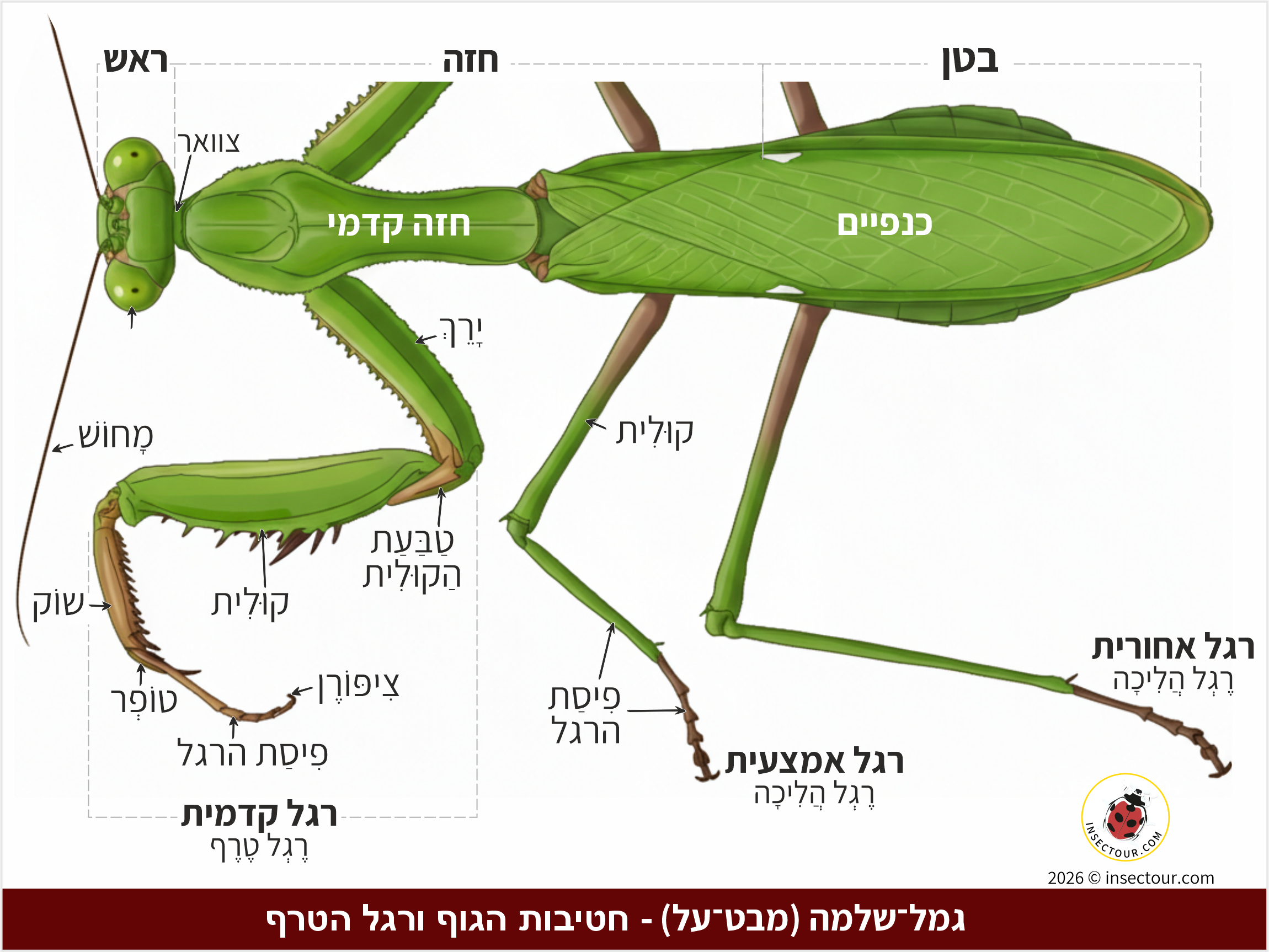 גמל־שלמה ירוק - חרקים - עולם קטן בגדול