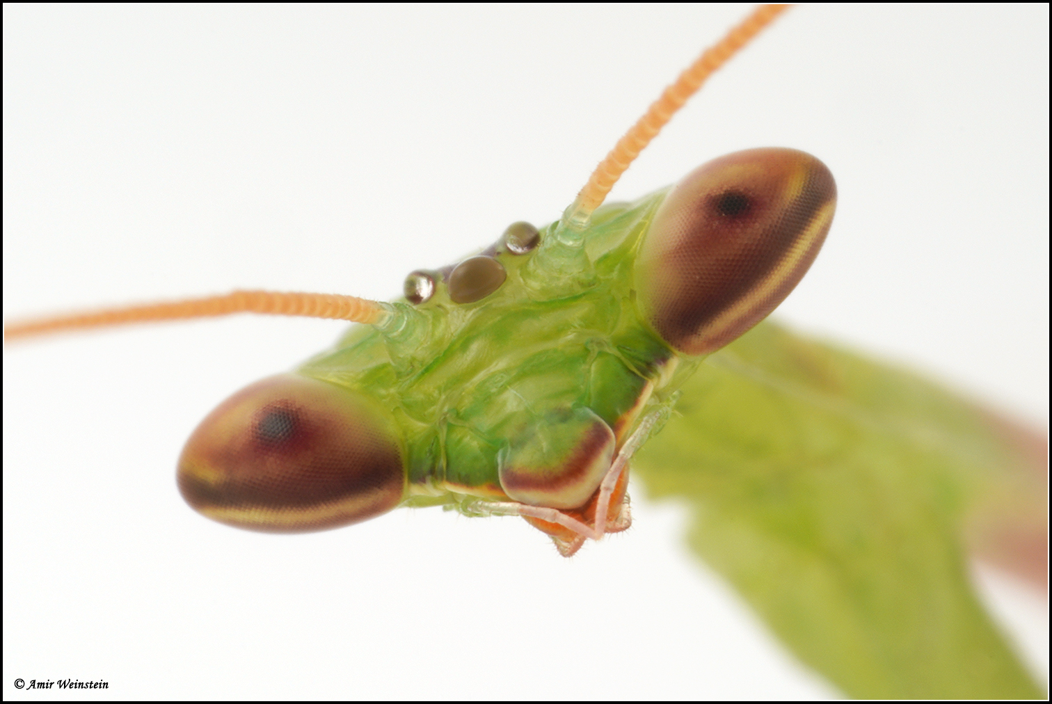 Miomantis paykullii Stal, 1871