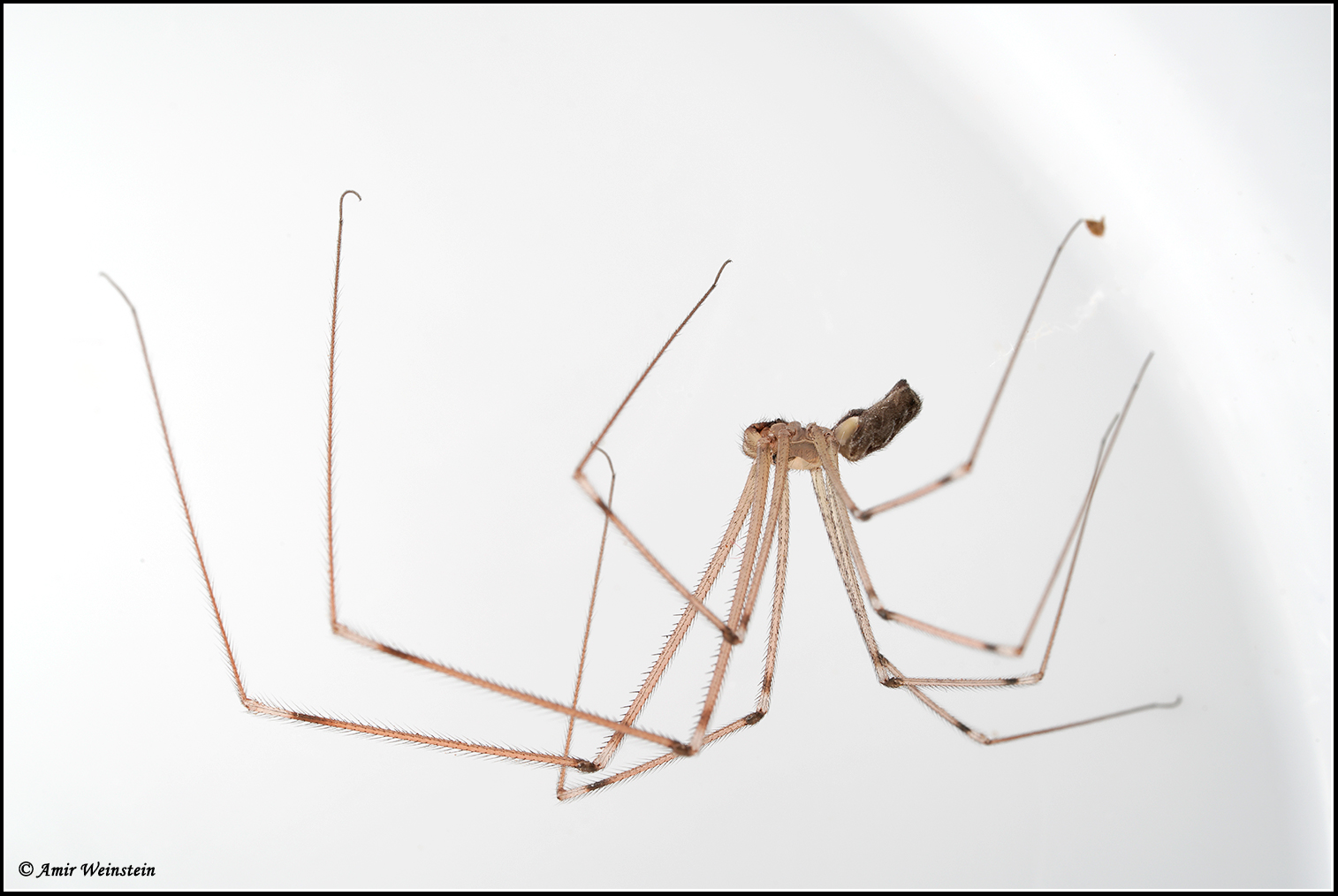 מרעידן Holocnemus pluchei נפוץ מאוד בבתים, במיוחד בנישות שאינן מופרעות.
אינו מסוכן, טורף גם עכבישים אחרים, מהווה מטרד ויזואלי בשל הרשת האוספת אבק.