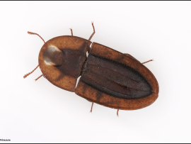 Cossyphus rugulosus