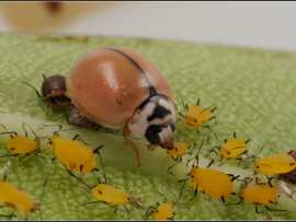 Cheilomenes propinqua