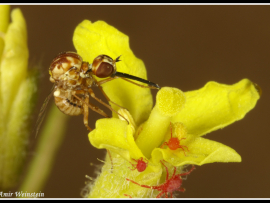 Cyrtisiopsis cf melleus