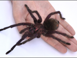 עכביש טרנטולה שמוצאו בדרום אמריקה.