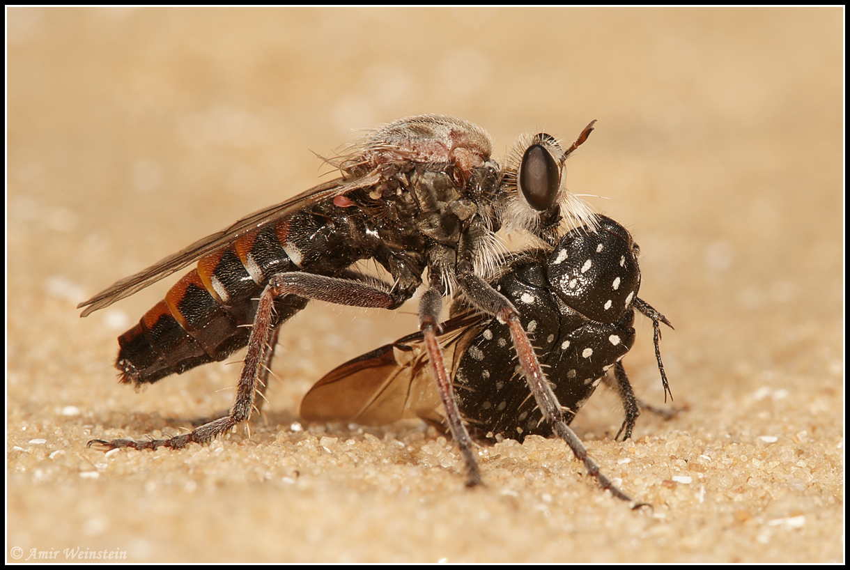 Psaraki Insect חרקים - טורפים יבשתיים - חרקים - עולם קטן בגדול
