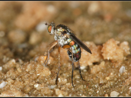 Tachytrechus cf tessellatus זכר. נותן דוגמא יפה לצבעים המטאליים האופייניים לרבים במשפחה הזו.