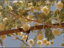 Katamenes dimidiativentris