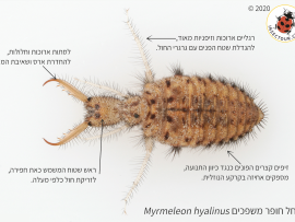 זחלים חופרי משפכים מראים התאמות מורפולוגיות לתנועה וחפירה בחול.
