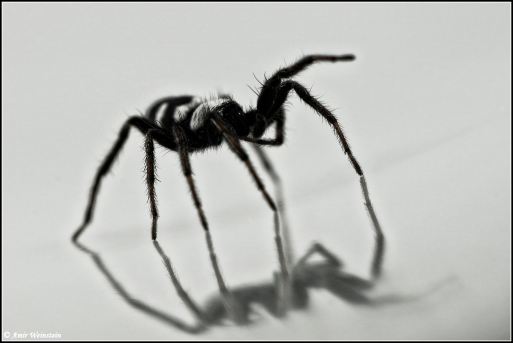 Aphantaulax cincta (L. Koch, 1866)