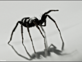 Aphantaulax cincta (L. Koch, 1866)
