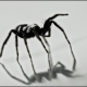 Aphantaulax cincta (L. Koch, 1866)