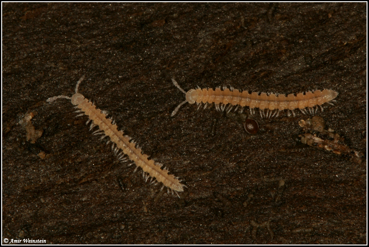 רברגל שטוח מהמין Brachydesmus nevoi, אורכו 14-8 מ"מ. מאכלס בתי גידול לחים ואפלים.
תואר לראשונה מישראל על ידי Golovatch ו־Wytwer ב־2007.