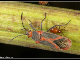 Caenocoris nerii