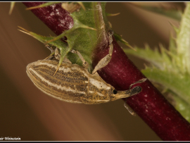 Larinus ursus