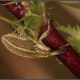 Larinus ursus