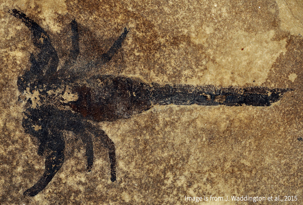 מאובן של עקרב מתור הסילור, לפני כ־430 מיליוני שנים