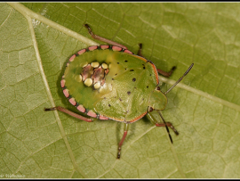 Nezara viridula