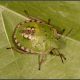 Nezara viridula