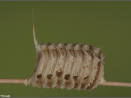 Hyspsicorypha gracilis