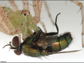 Peucetia cf arabica