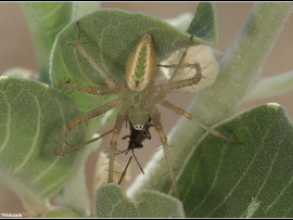 Peucetia cf viridis