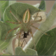 Peucetia cf viridis