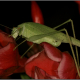 Phaneroptera (Phaneroptera) nana Fieber, 1853