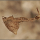 Uloborus plumipes