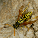 צרעה מסוג פלכית Polistes - מודל ארסי.