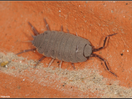 Porcellionides (Metoponorthus) pruinosus
