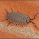 Porcellionides (Metoponorthus) pruinosus