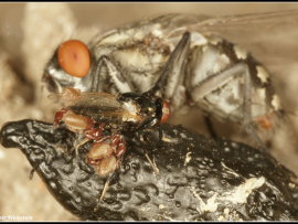 Physiphora alceae נושא צביר זוט־עקרבים הנאחזים ברגליו בעזרת הצבתות.