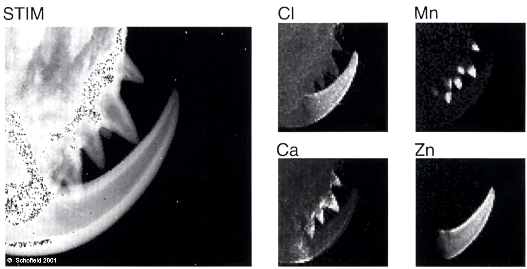 מפוי רנטגן של כליצרות ושיני כליצרות של גלגלן הצלב.
מימין ניתן לראות את הפיזור המשתנה של המתכות השונות.