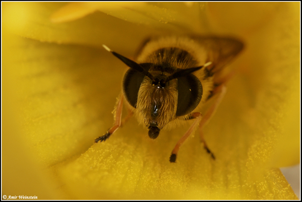 Syrphidae