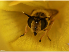 Syrphidae