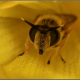 Syrphidae