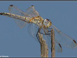 Trithemis arteriosa