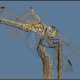 Trithemis arteriosa