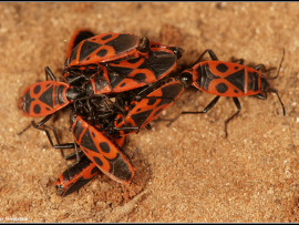 אדמון מצוייר Pyrrhocoris apterus מתגודד על מזון