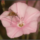 בומביל מסוג Phthiria אחד המינים הנפוצים שנראו על פרחי החבלבל.