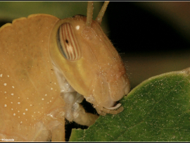 גובי מצרי - Anacridium aegyptium