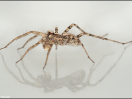 עכבישים נעים בעזרת שילוב של שרירים וכוח הידראולי. שילוב זה מקנה להם כוח וזריזות בנפח אחסון קטן.