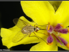זבוב בומביל מסוג Phthiria המופיע כרגיל על פרחי צוף. 
פרחי הבוצין אינם מכילים צוף, מה הוא יודע שאנחנו לא?